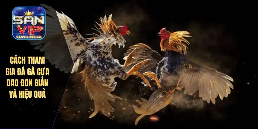 Cách tham gia đá gà cựa dao đơn giản và hiệu quả