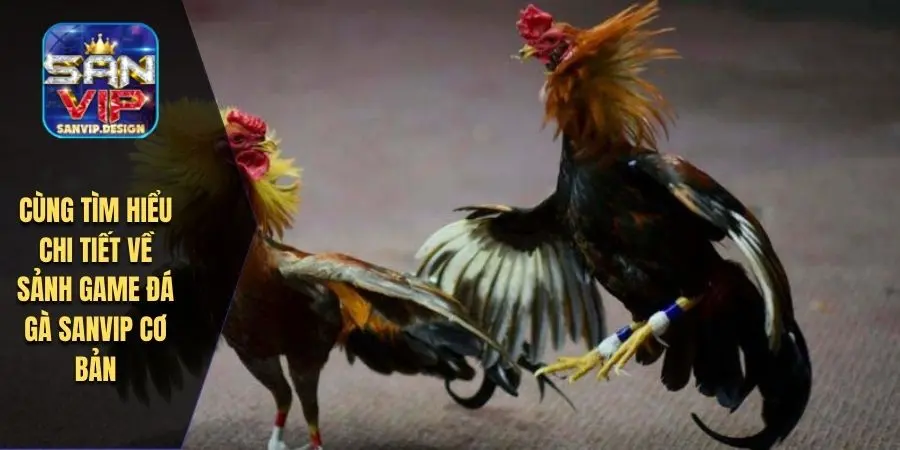 Cùng tìm hiểu chi tiết về sảnh game đá gà SANVIP cơ bản