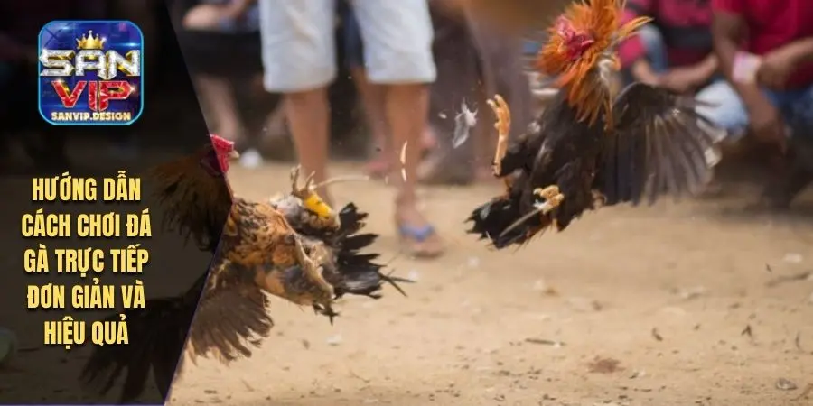 Hướng dẫn cách chơi đá gà trực tiếp đơn giản và hiệu quả