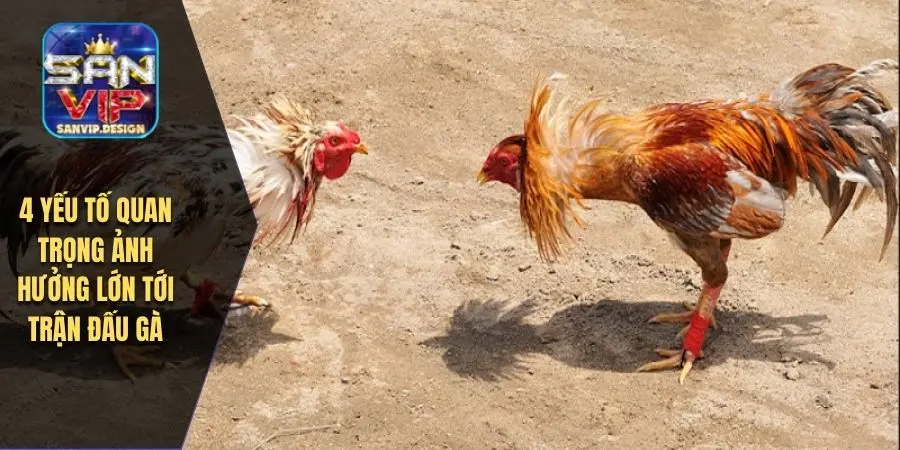 4 yếu tố quan trọng ảnh hưởng lớn tới trận đấu gà